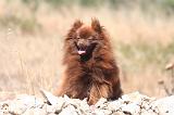 SPITZ ALLEMAND 478